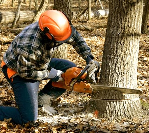 Tree Removal in Hewett, WV